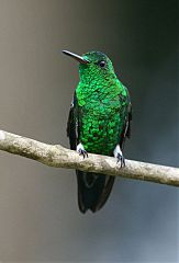 Steely-vented Hummingbird